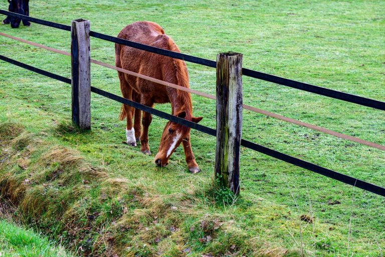 Tips para apostar en carreras de caballos: señales que aumentan tus ganancias